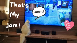 Cat's Animal Crossing Reacts !😻🎮📺 by Eli & Mocha 128 views 3 weeks ago 2 minutes, 12 seconds