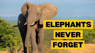 10 Fascinating Facts About ELEPHANTS by Planet of Predators 3,036 views 3 months ago 3 minutes, 26 seconds