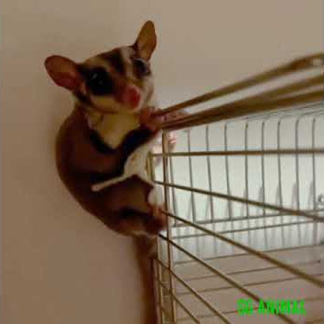 Suara Sugar Glider Seperti Anjing