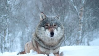 Tromsø : an unexpected week | 2016