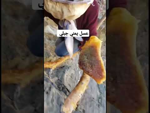 عسل يمني جبلي ماشاء الله