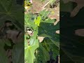 Fig tree bursting with life! #figtree #garden #orchard