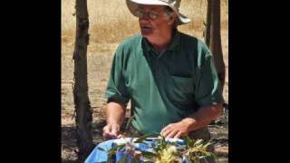 Carbon forestry: a cautionary note