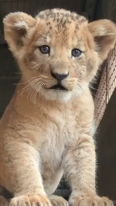 ANAK SINGA MENGAUNG , SUARA NYA LUCU