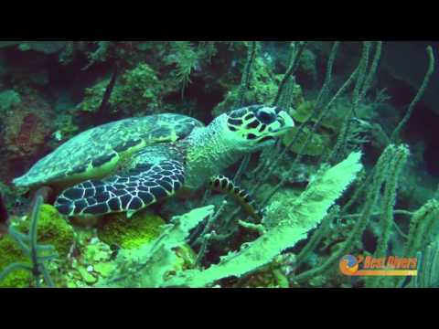 Nurkowanie na rafie Lighthouse i Blue Hole w Belize - Best Divers