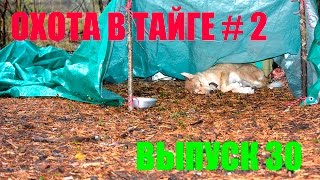 Охота на глухаря с лайкой 2 Охота на глухаря с лайкой 2
