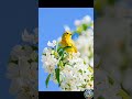Golden Bird Singing in Spring 🌼🐦#shorts#reels #nature #birds#reel