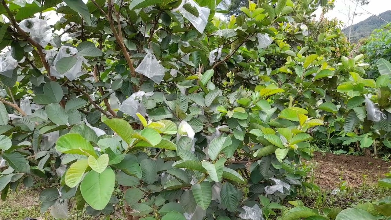 Kebun jambu kristal merah