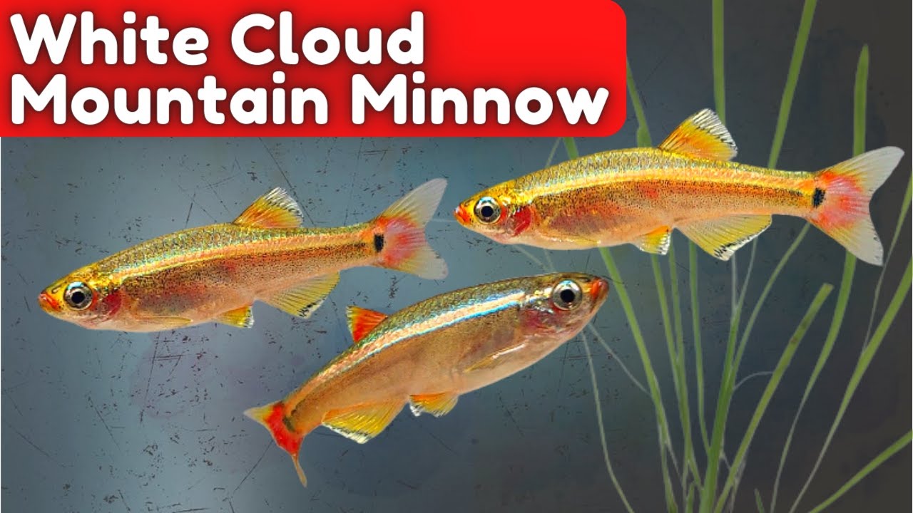 White Cloud Mountain Minnow Care: How to Keep These Fish Happy and