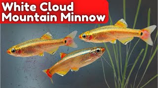 White Cloud Mountain Minnow Care: How to Keep These Fish Happy and Healthy (Tanichthys albonubes)