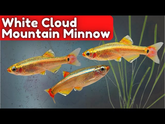 What Do Minnows Eat? Diet Facts & Care Tips