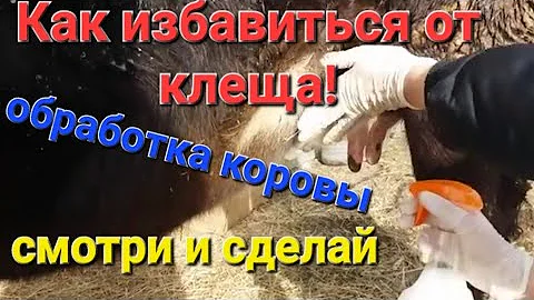 Чем избавиться от клеща?Клещи на корове!!!Обработка коровы!!!