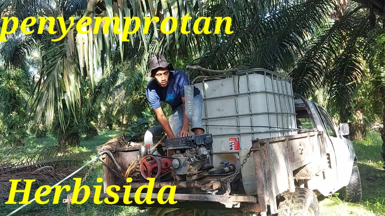 penyemprotan gulma diperkebunan sawit menggunakan Herbisida