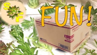 Funny Engaging Succulent Unboxing - My Very First Batch