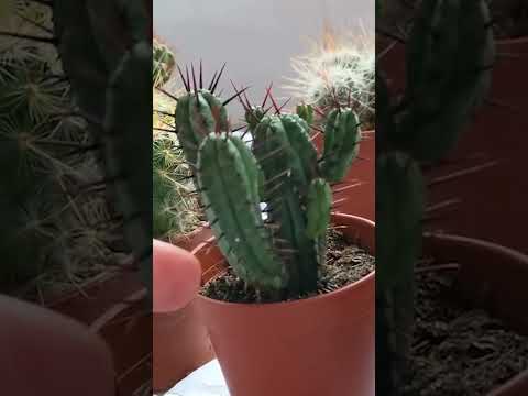 تعليم العناية بالصبار والألوفيرا في المنزل تقسيم الصبار