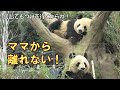 3/17シャオシャオ本当に独り立ち出来る？甘えん坊が炸裂中！おませなレイレイは一人でも大丈夫？giantpanda @tokyo 上野動物園