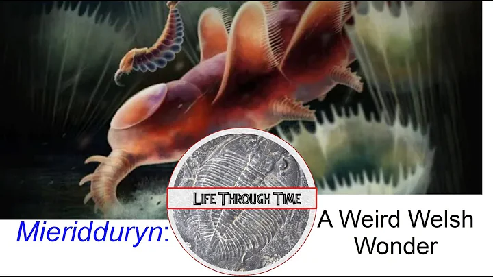 Mieridduryn: an Ordovician opabiniid from Castle Bank