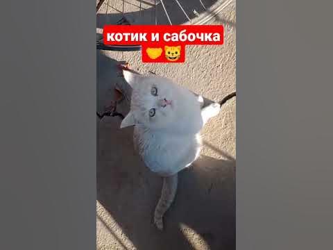 котик и собачка #shorts - YouTube
