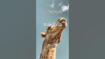 {سورة الغاشية}  (القارئ سعد الغامدي)[تلاوة القرآن الكريم]  #trending #اكسبلور #لايك #المصحف #ترند