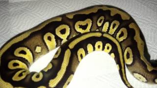 Celebrity Pastave Update (Video for H&HBPMorphs!) Profile