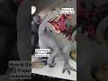 Jurassic World Stop Motion Dinosaur - Hybrid Indominus Rex Armor Osteoderm Spikes #shorts