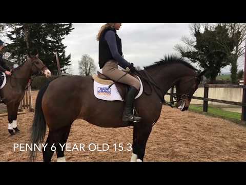 Video: Irish Hunter Horse Breed Hypoallergenic, Kalusugan At Span Ng Buhay