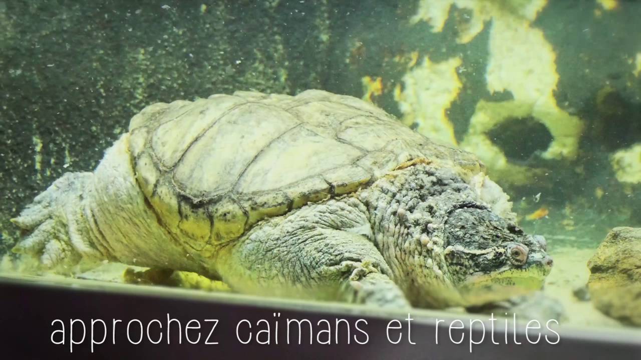 L'Aquarium du Limousin à Limoges - YouTube