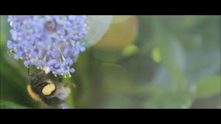 Bees and the World (Short Film)