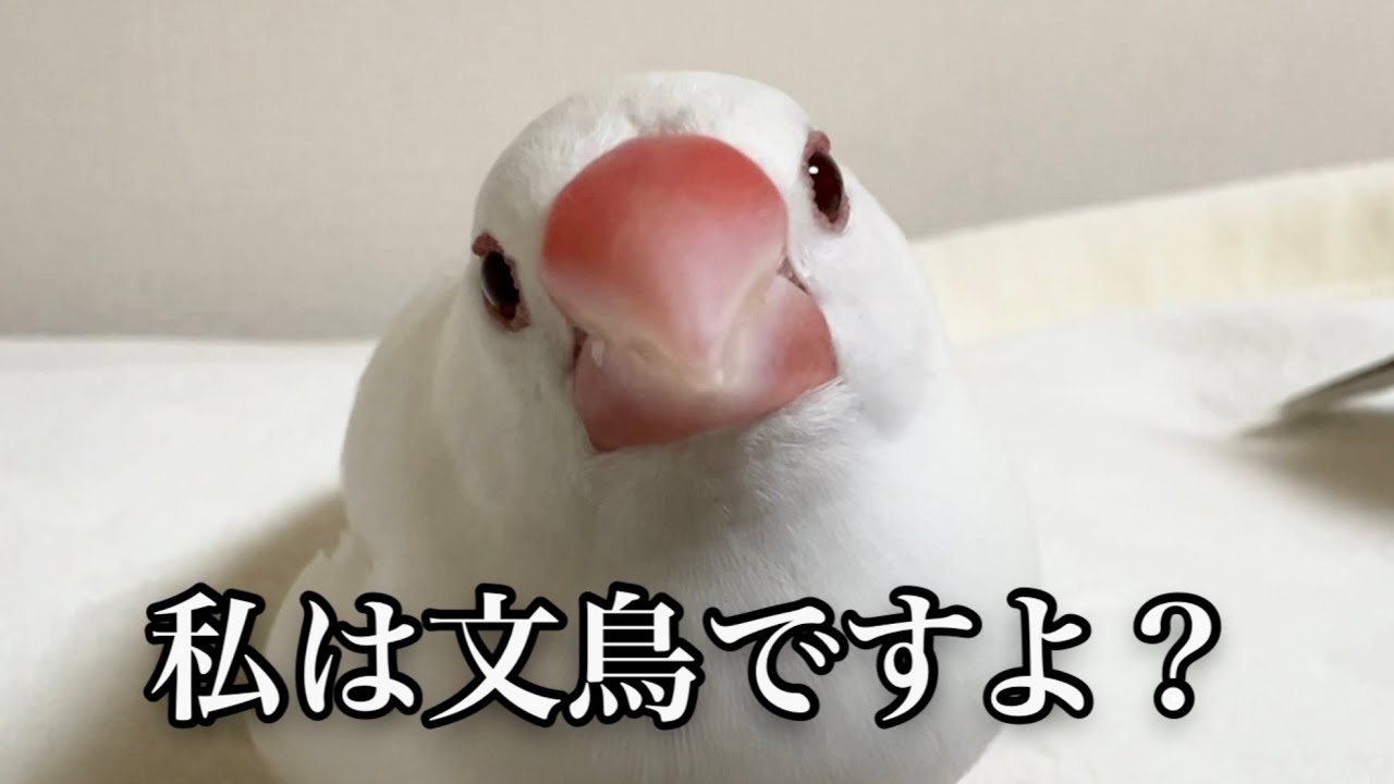 【Bee】ことりのあそびば　Aタイプ Bee】ことりのあそびば Aタイプ AZONE INTERNATIONAL::えっくす