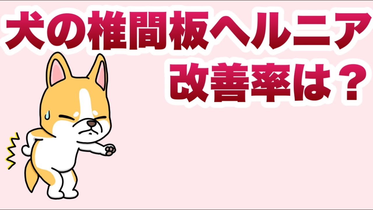 犬の椎間板ヘルニア、治療法の選び方と治る確率について知っておきたいこと【獣医師解説】