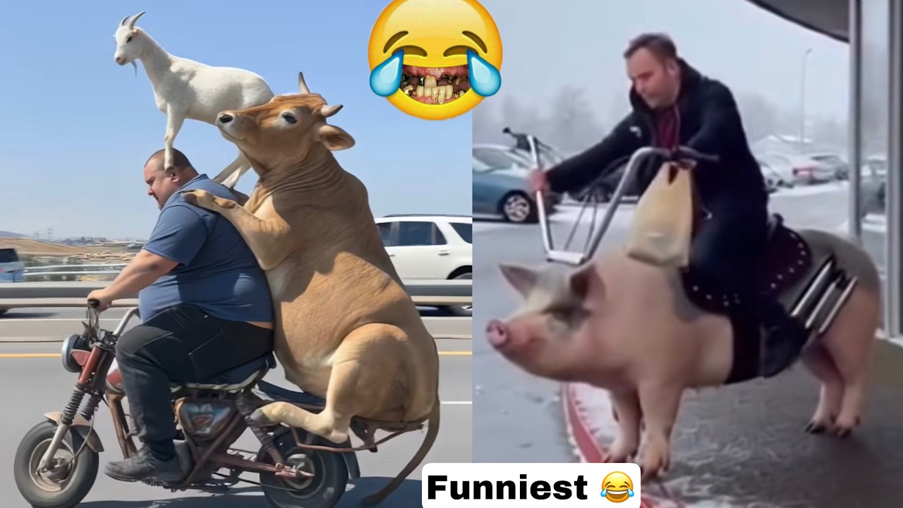 Try not to Laugh CHALLENGE 😂😹| BEST FUNNIEST VIDEOS Ever (part 2)