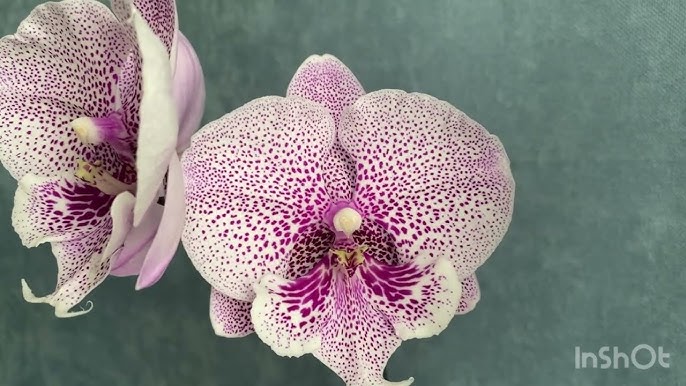 Первое домашнее цветение орхидеи Вашингтон (Washington) - YouTube