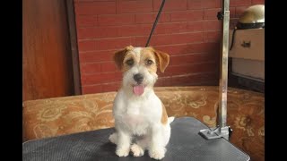 Dog grooming HOW TO GROOM a Rough Coat Jack Russell Terrier using STRIPPING KNIFE or Plucking tips