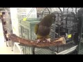 Patagonian conure