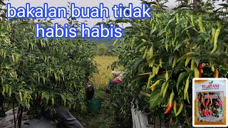 Coba tanam cabai rawit serasi lebih menguntungkan