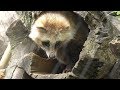 タヌキ (ときわ動物園) 2018年5月19日 の動画、YouTube動画。