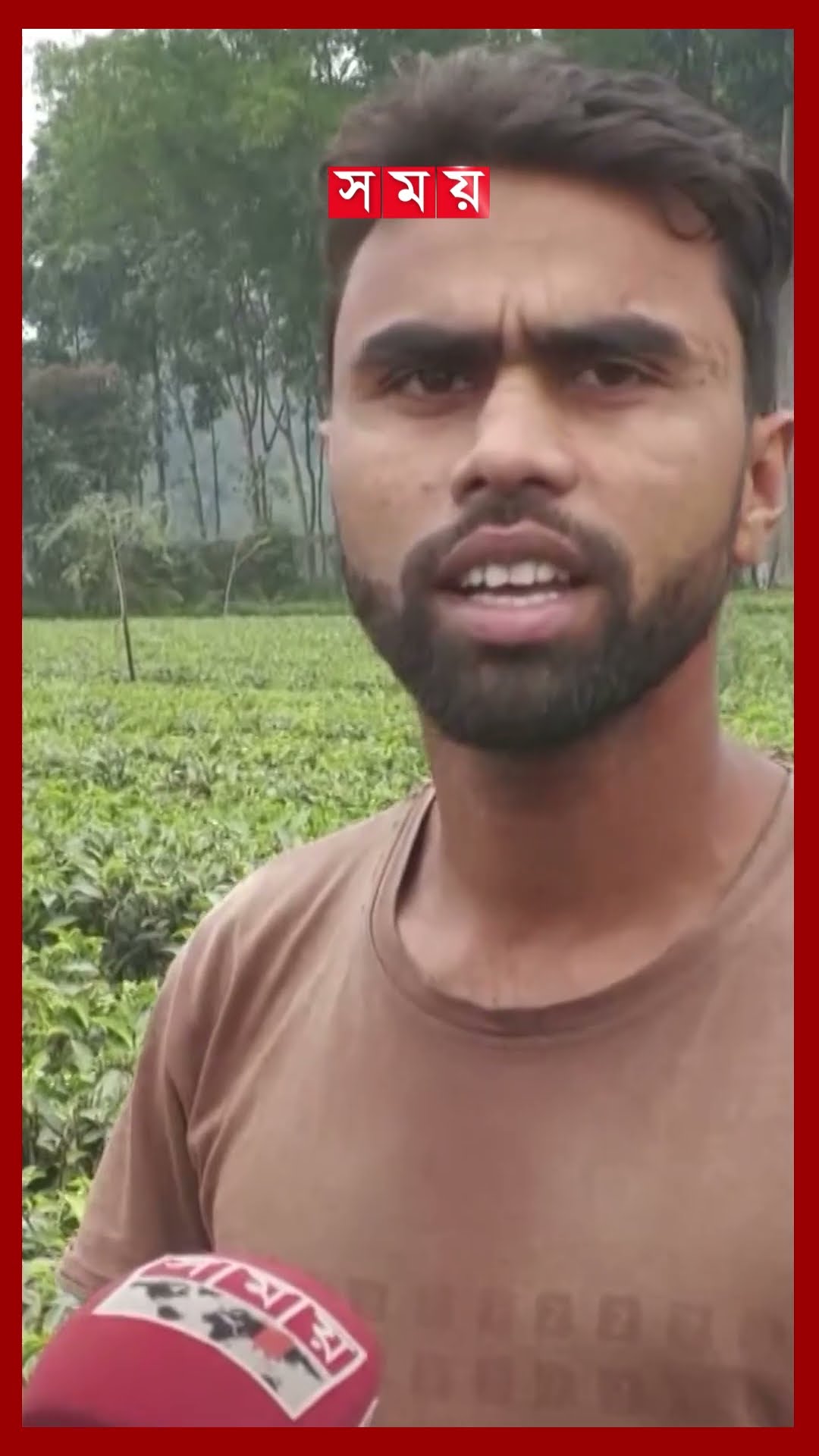 পঞ্চগড়ের চা শিল্পে হতাশা কাটবে কবে? #teaindustry #panchagarh #shorts #somoytv