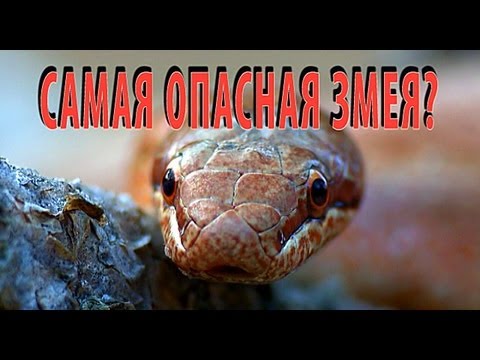 Медянка (Coronella austriaca) - "Самая опасная змея"? | Film Studio Aves