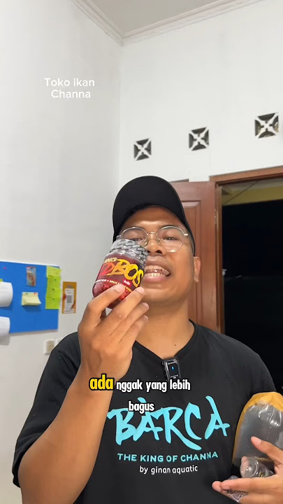 Part2/ Toko Ikan Chann vs Galeri Ikan Channa #ikan #channa #ikanhias #channafish