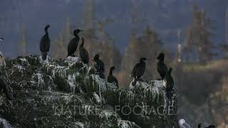 Cormorants perched on a rock  at Kachemak Bay, Alaska