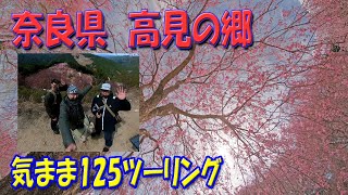 高見の郷で枝垂桜1000本見てきた！　 おやじの気まま旅30【輪駆壱弐五】