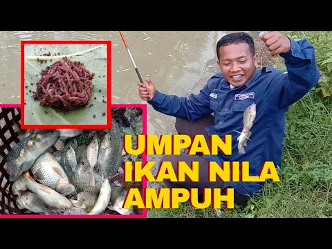 INI DIA ‼️ UMPAN IKAN NILA YANG SUSAH MAKAN