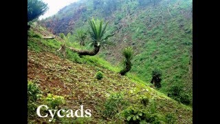 Download2015.04.06 "Cycad Trees and Aqueducts" - Western Uganda MP3 MP4 2015.04.06 "Cycad Trees and Aqueducts" - Western Uganda