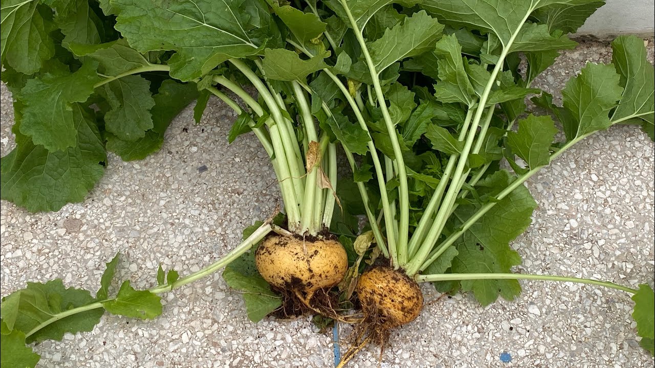 ‏زراعة🫜لفت غير فسطحه المنزل😋#زراعت #زراعة_اسطح #خضراوات #زراعة #garden #plants 