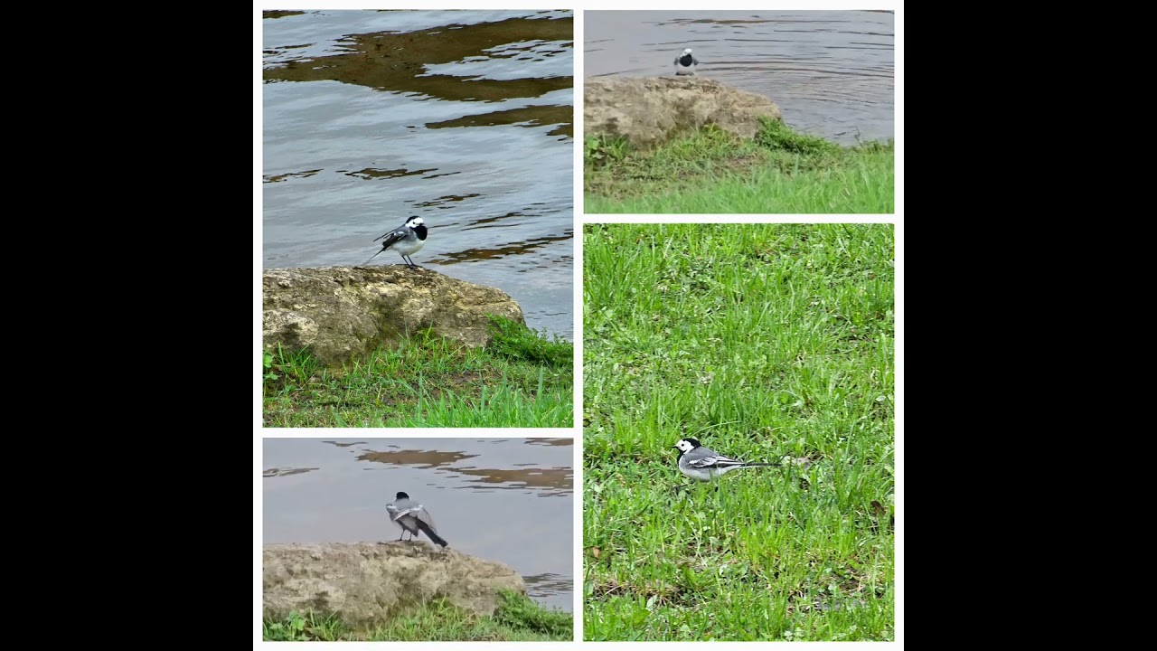 Белая трясогузка. Также ее называют трясохвостка или плигавица. #nature