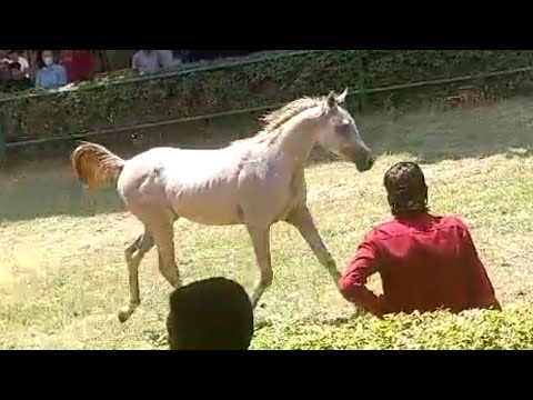 للبيع مهر عربي اصيل انتاج محطه الزهراء وتم بيعه في المزاد