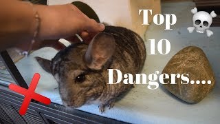 Top 10 Dangers To Chinchillas