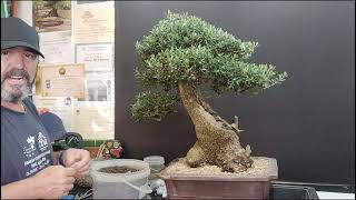 @el acebuche#bonsai que vino de Bormujos en su última edicion#bonsaiaficionado #manolofelix #bonsai