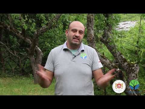 დაიცავი, რომ დაგიცვას - მამუკა ლომაშვილი, პაროდისტი