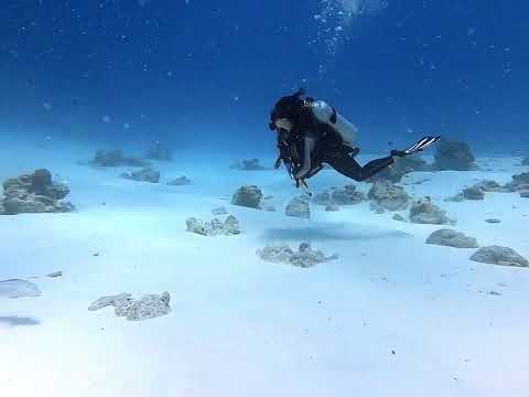 Maldivian Fish
